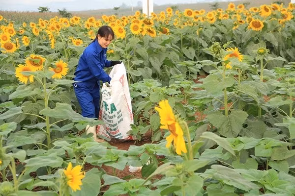 Nhân viên của cánh đồng hoa hướng dương tại Nghệ An phải làm việc hết công suất để giữ được vệ cho vườn hoa này. Ảnh: TH Milk.