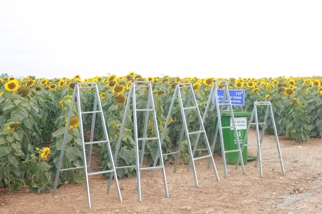 Hoa hướng dương cũng như nhiều loại hoa khác rất dễ gãy cành nếu có sự tác động mạnh từ bên ngoài. Mặc dù đã bố trí lực lượng bảo vệ tại cánh đồng hoa nhưng họ không thể quản hết vườn do lượng khách quá đông và diện tích rộng. Ảnh: Hữu Nhân.