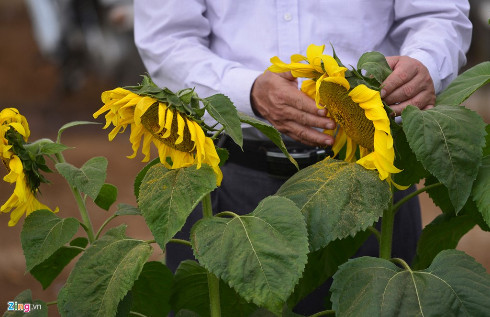 Cận cảnh những cánh hoa hướng dương héo úa tại cánh đồng ở Nghệ An được các phóng viên ghi lại khiến cư dân mạng cảm thấy khá bức xúc. Ảnh: Zing.