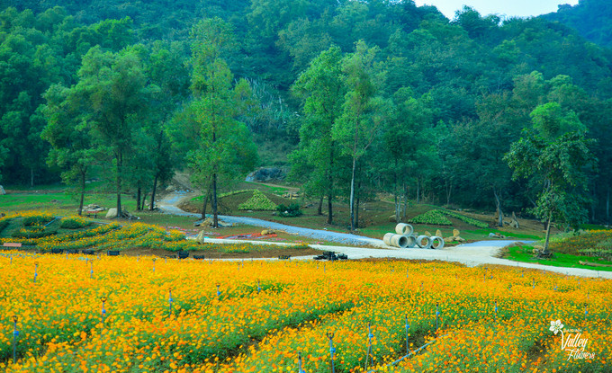 Trong khuôn viên rộng gần 15 hecta, lễ hội hoa xuân Bái Đính 2019 được chia thành hai khu vực: trong nhà và ngoài trời, trưng bày hàng vạn giò hoa lan các loại đang nở rộ.