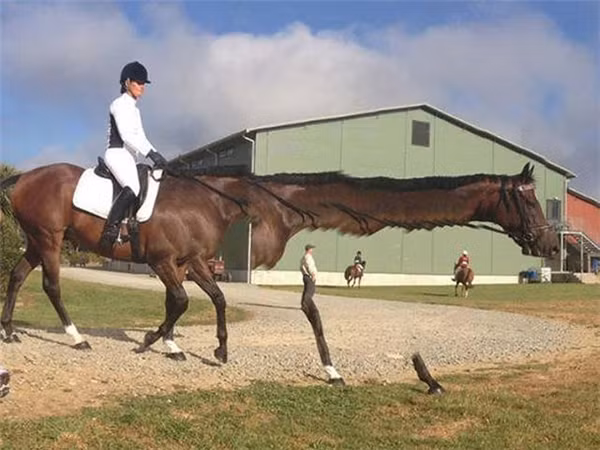 Chú ngựa này có vẻ bị đột biến gien bởi công nghệ chụp Panorama phiên bản lỗi.