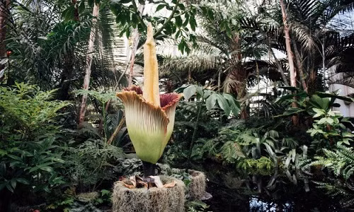 Xếp hàng ngửi hoa xác chết 80 năm mới nở một lần Xep hang ngui hoa xac chet 80 nam moi no mot lan