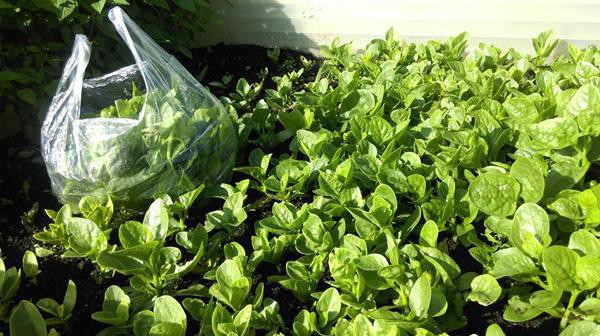 Anh Hùng được nhiều người khen "mát tay" trồng gì cũng tươi tốt, xanh non mơn mởn.