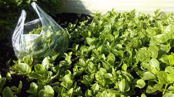 Anh Hùng được nhiều người khen "mát tay" trồng gì cũng tươi tốt, xanh non mơn mởn.