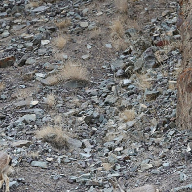 Một nhiếp ảnh gia người Australia có tên Inger Vandyke đã chụp bức ảnh này. Báo tuyết quả là thiên tài trong thuật ẩn mình.