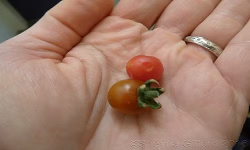 Nhat ki 200 ngay song tren sao Hoa cua phi hanh gia gay chan dong