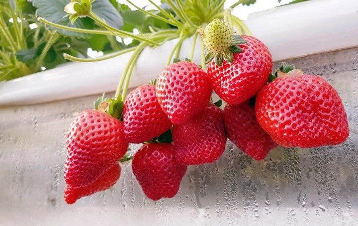 "Tôi đi nhiều vườn dâu ở Đà Lạt thì vẫn thích nhất vườn này vì trái to, nhiều và có hình thù lạ mắt", chị Nhã Phương, một du khách từ Biên Hòa nói.