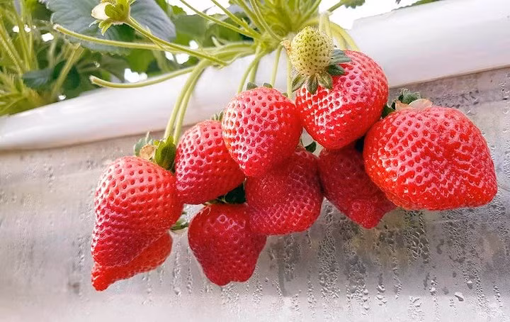 "Tôi đi nhiều vườn dâu ở Đà Lạt thì vẫn thích nhất vườn này vì trái to, nhiều và có hình thù lạ mắt", chị Nhã Phương, một du khách từ Biên Hòa nói.