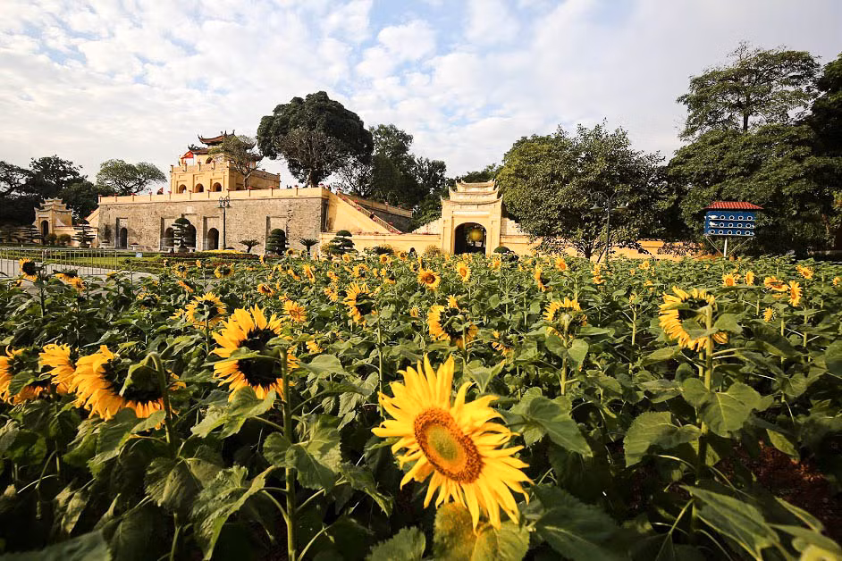 Thay vì phải lặn lội hàng trăm cây số đến tận Nghệ An để thăm thú cánh đồng hoa hướng dương, người dân Hà Nội có thể thỏa sức chụp ảnh, thả dáng với vườn hoa hướng dương độc nhất nằm giữa khuôn viên của Hoàng thành Thăng Long Hà Nội.