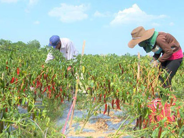 Người dân Quảng Trị, Thừa Thiên - Huế đã có hợp đồng bao tiêu với doanh nghiệp vẫn nếm "quả đắng".
