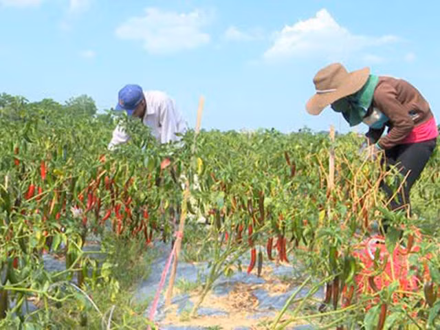 Người dân Quảng Trị, Thừa Thiên - Huế đã có hợp đồng bao tiêu với doanh nghiệp vẫn nếm "quả đắng".