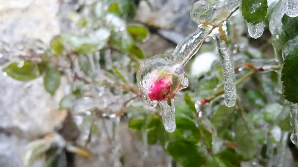 Những hình ảnh băng giá ở Sapa khiến nhiều bạn trẻ thích thú và lên mạng "rủ rê" bạn bè sắp xếp công việc để có mặt tại "thành phố mù sương" này để tận hưởng cái lạnh.