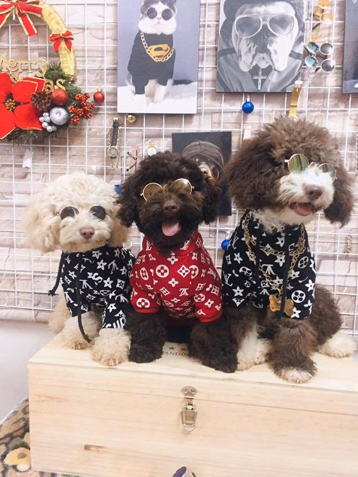 Ngoài việc sắm sửa thời trang cho chính mình, các chủ nhân còn không tiếc công, tiếc của để tân trang cho thú cưng của mình thật sang chảnh trước khi xuống phố. Cũng từ đó, trong cộng đồng mạng đã rộ lên trào lưu khoe thời trang cho "boss" xuống phố.