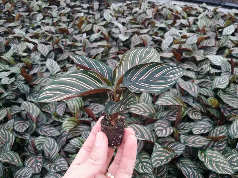 Trong cay duoi cong vua thanh loc khong khi lai tot cho phong thuy