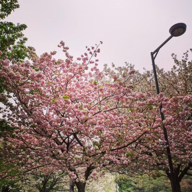 Điểm nhấn chính là màu hoa hồng phớt dễ chịu, mà cả vườn anh đào cùng đua nhau nở rộ thì bạn biết rồi đấy, một background quá tuyệt vời để tạo dáng pose hình "sống ảo".