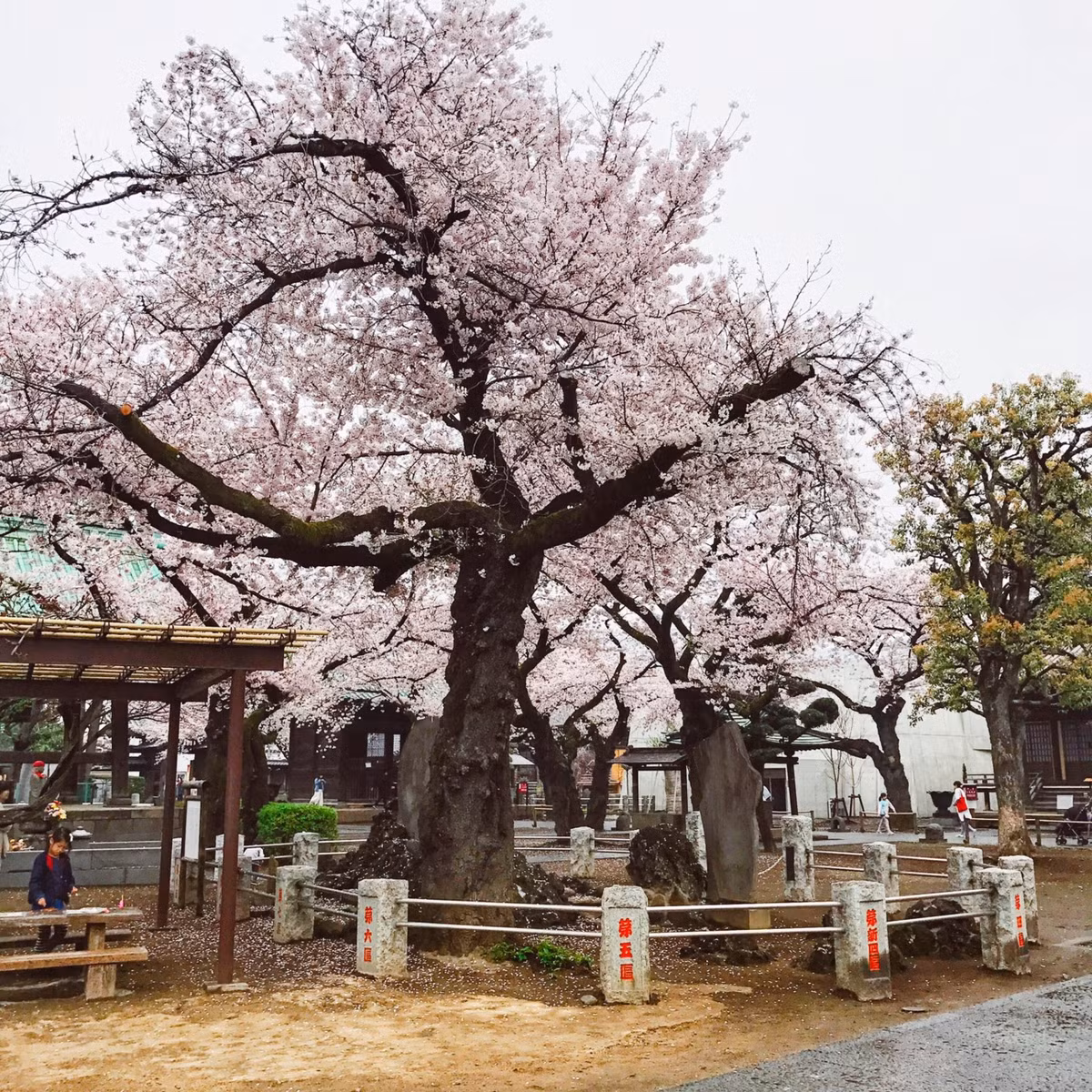 Dễ nhận thấy những bạn trẻ trẻ Việt đến đây cùng gia đình, người yêu hoặc cùng với nhóm bạn của mình. Các tín đồ yêu thích chụp hình còn lựa chọn thời trang sao cho phù hợp với cảnh vật để có một bức hình đẹp nhất, nổi bật nhất.