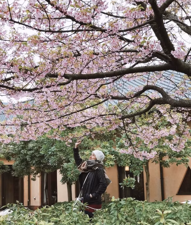 Ở Nhật Bản, hoa anh đào nở khắp mọi nơi, ví dụ như công viên Ueno tại thủ đô Tokyo có hàng trăm cây anh đào có hàng ngàn năm tuổi, đây cũng là nơi mà lễ hội hoa anh đào được tổ chức hàng năm.