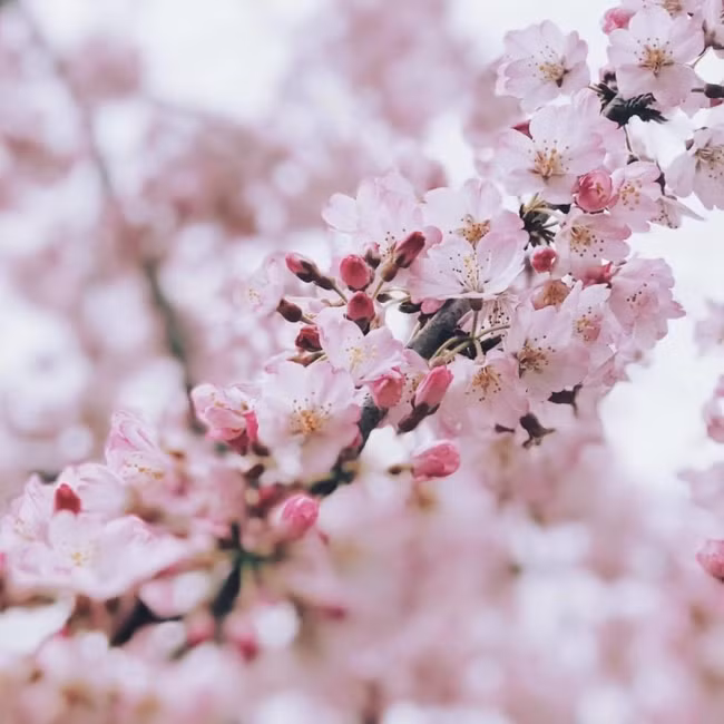 Cận cảnh một nhánh hoa anh đào hồng phớt... Ảnh: @caracat.