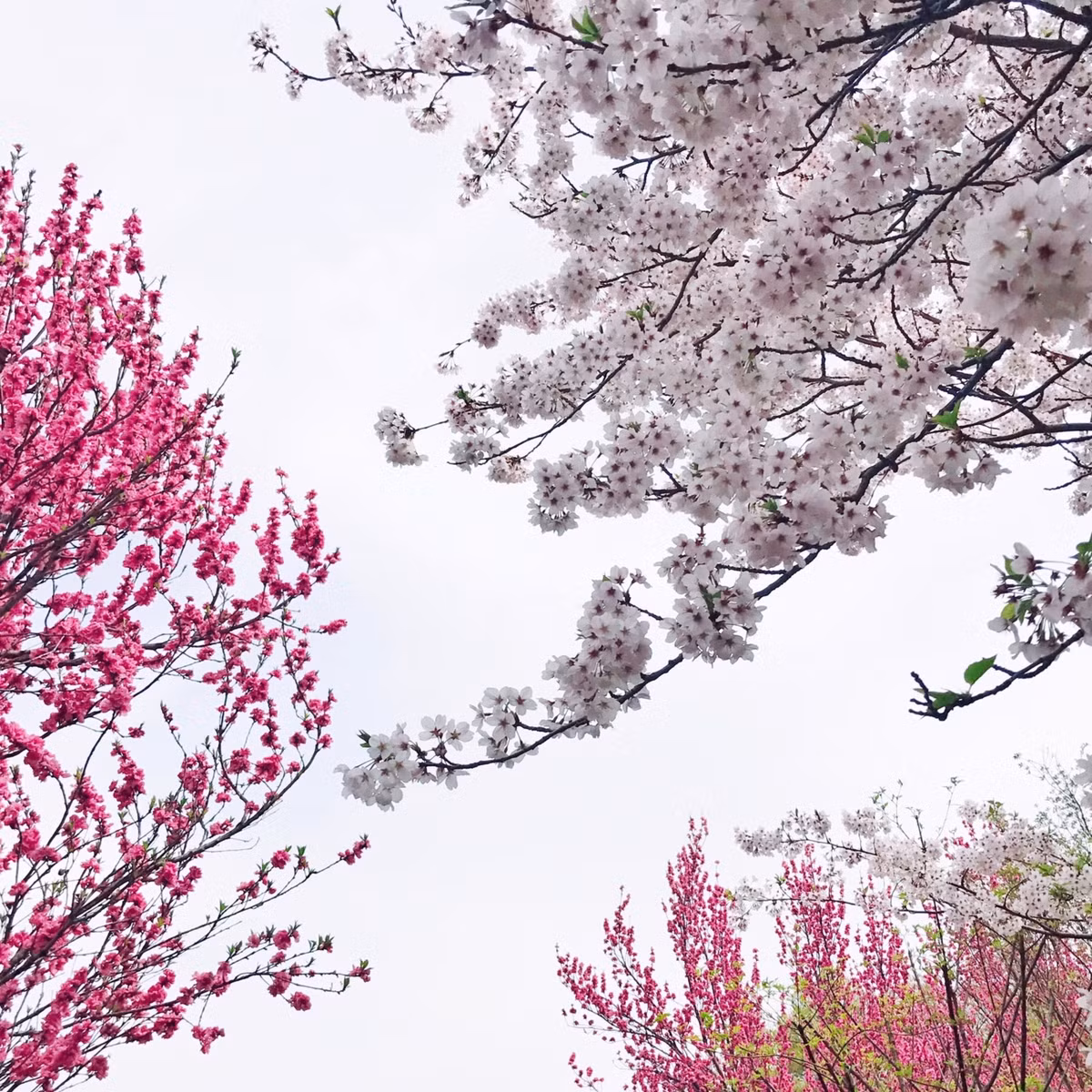 Nếu có cơ hội, hãy ghé thăm đất nước Nhật Bản vào khoảng thời gian này để có thể cảm nhận được mùa hoa anh đào bạn nhé!