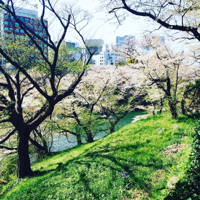 Khoảng hai tuần cuối tháng Ba và đầu tháng Tư, tại Nhật Bản diễn ra lễ hội Hanami, lễ hội ngắm hoa truyền thống nổi tiếng bậc nhất của Nhật Bản mỗi độ xuân về. Đây là một lễ hội lớn, có lịch sử hàng ngàn năm và được coi là quốc lễ của người Nhật.