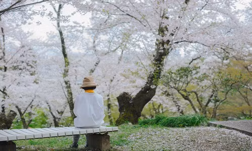 Ngồi ngắm hoa anh đào một mình để tĩnh tâm suy ngẫm... Ảnh: FB Tân Ỉn.