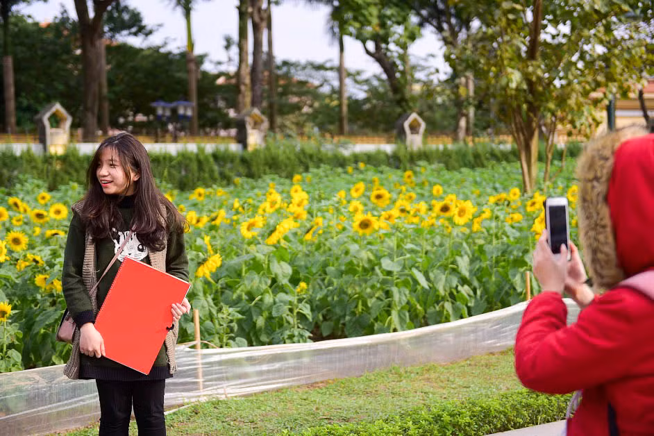Ngoài ra, việc trồng hoa hướng dương tại khu di tích sẽ góp phần tạo điểm nhấn, thu hút du khách nhân dịp cuối năm. Tại Hoàng Thành, du khách sẽ được thưởng lãm những buổi trưng bày, bên cạnh không gian tự nhiên tươi mới với những loại hoa được trồng theo mùa.