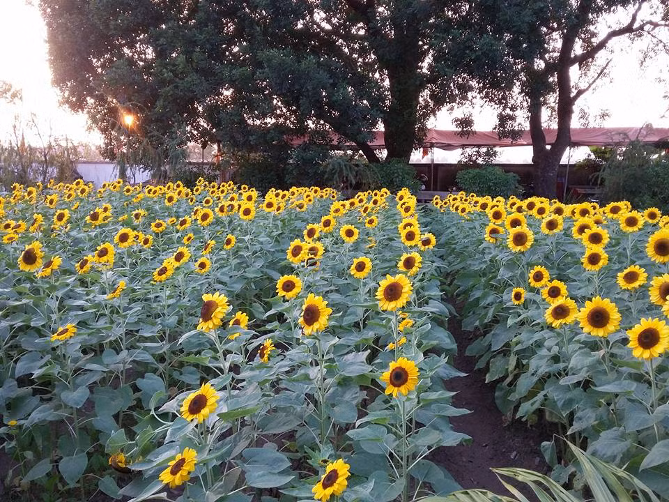 Nếu Nghệ An quá xa thì cánh đồng hoa hướng dương Bắc Ninh là điểm đến hợp lý cho các bạn trẻ muốn đi trong ngày. Ảnh: Hanuu.