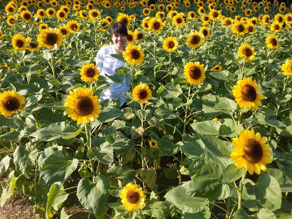 Cánh đồng hoa hướng dương tại Bắc Ninh nằm trong khuôn viên chùa Cổ Pháp – một ngôi chùa thuộc khu Đông, Phường Khắc Niệm, TP Bắc Ninh.