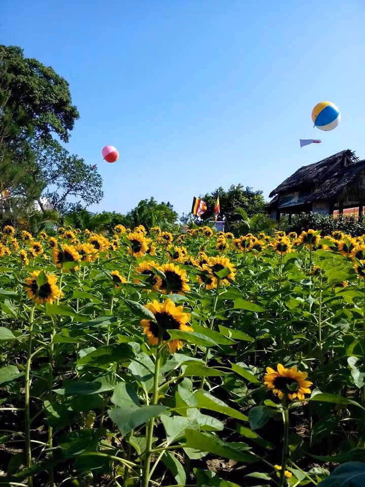 Đây là vườn hoa "mặt trời" được chính tay Trụ trì cùng các phật tử trong chùa dày công trồng và chăm sóc. Vườn hoa tuy có quy mô nhỏ, và có thể không đẹp như cánh đồng ở Nghệ An hay Đà Lạt, song những bông hoa chớm nở trải nắng vàng khắp cả vườn ở đây cũng đủ kích thích sự hào hứng của bạn trẻ.