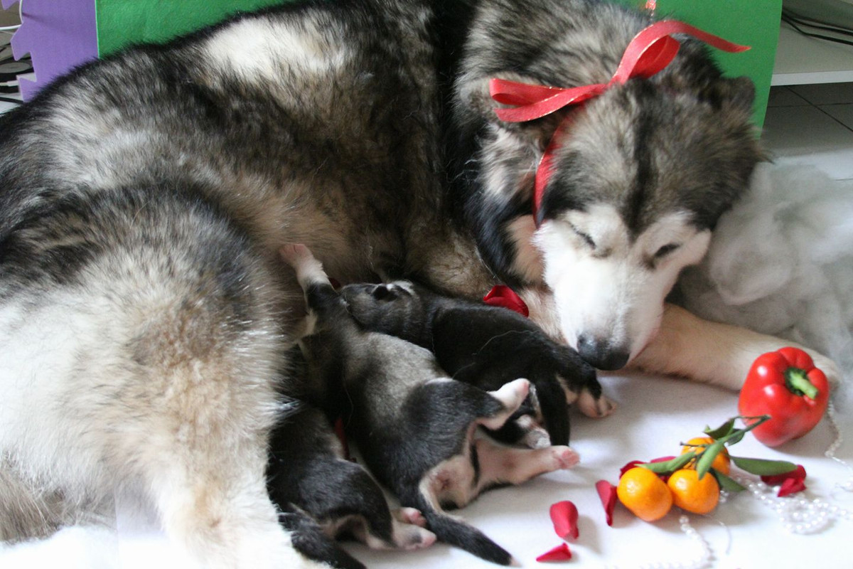 Câu chuyện sau khi được đăng tải khiến cộng đồng mạng vô cùng xúc động vì sự trung thành và dũng cảm của những chú chó này. Hầu hết mọi người đều tuyên dương hành động của 2 chú chó và phong cho 2 chú thành "anh hùng" giữa trận cháy rạng sáng nay.