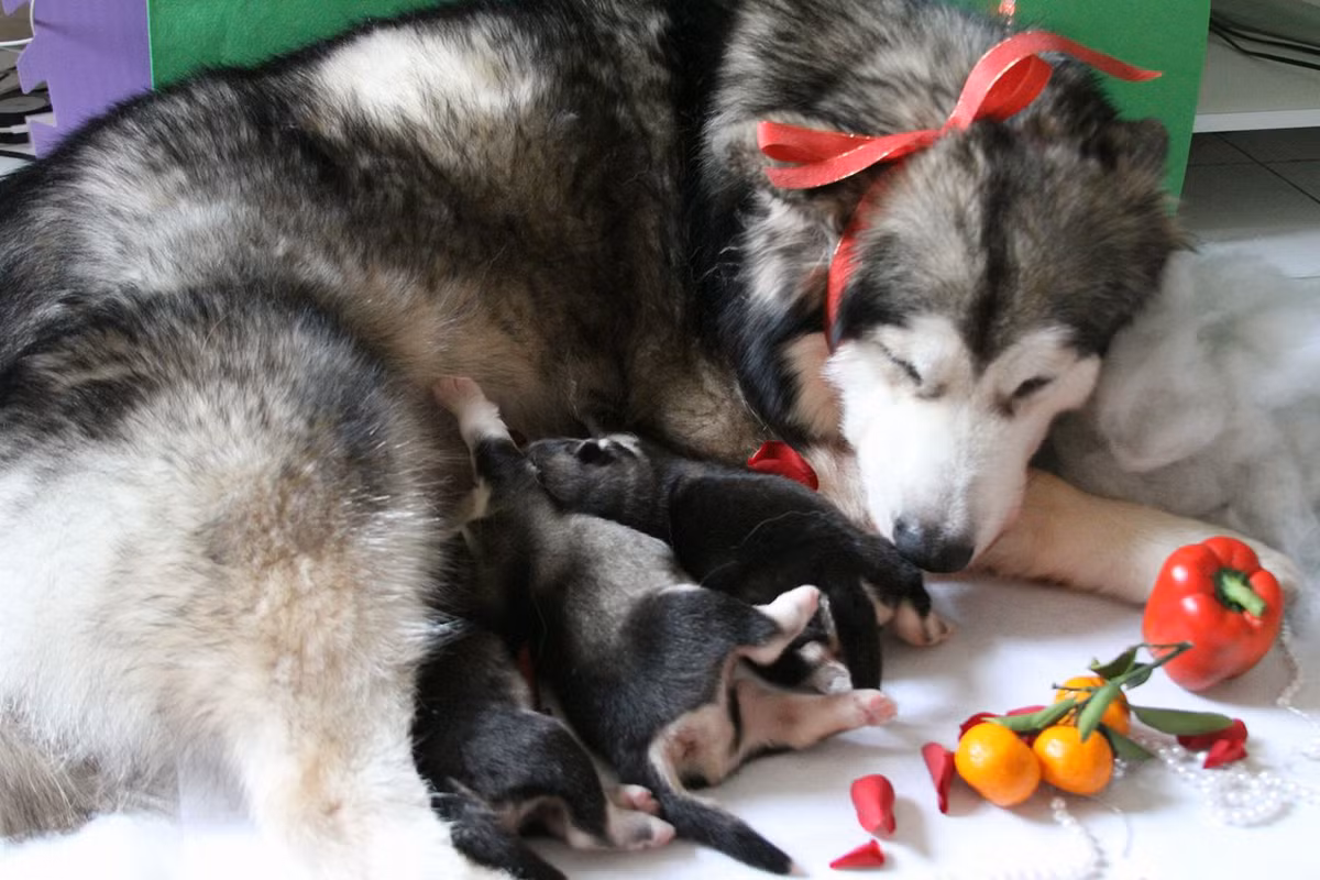 Câu chuyện sau khi được đăng tải khiến cộng đồng mạng vô cùng xúc động vì sự trung thành và dũng cảm của những chú chó này. Hầu hết mọi người đều tuyên dương hành động của 2 chú chó và phong cho 2 chú thành "anh hùng" giữa trận cháy rạng sáng nay.