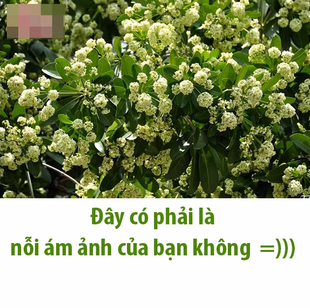 Với nhiều người, khi cơ thể non nớt còn chưa kịp hình thành thói quen mang khẩu trang lúc ra đường dạo phố thì sự "tấn công" của hoa sữa thật khủng khiếp. Không còn mùi hoa sữa thoang thoảng nữa mà trong mùa thu đông năm nay, nhiều người cho rằng nó đã trở nên đậm đặc khiến khứu giác của mọi người không chịu nổi.