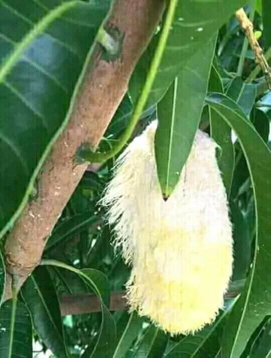 Dù còn ở trên cây nhưng trái xoài mọc vươn sang vườn hàng xóm đã trở thành nạn nhân.