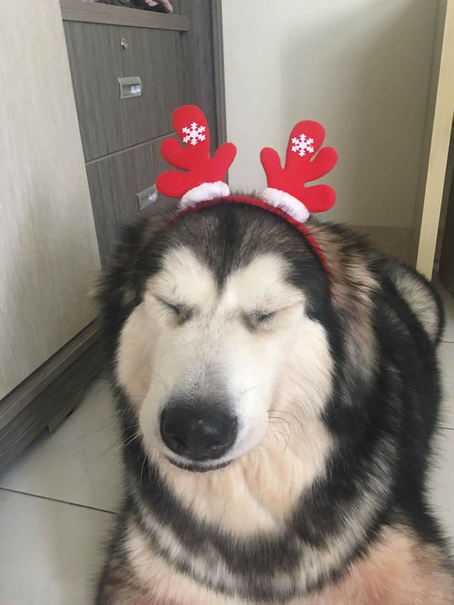 Anh Danny kể lại câu chuyện trên lên Facebook, rằng vào thời điểm xảy ra vụ cháy chung cư Carina Plaza, gia đình anh đang ngủ thì nghe thấy tiếng sủa và cào cửa rất lớn của 2 chú chó. Cảm nhận có điều bất thường, gia đình anh thức dậy, khi vừa mở cửa ra thì thấy phía ngoài khói mù mịt. Biết có cháy, cả gia đình cố gắng chạy ra khỏi chung cư nhưng lửa ở khắp mọi nơi.