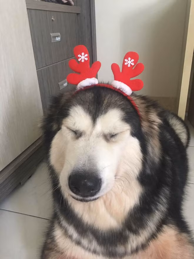 Anh Danny kể lại câu chuyện trên lên Facebook, rằng vào thời điểm xảy ra vụ cháy chung cư Carina Plaza, gia đình anh đang ngủ thì nghe thấy tiếng sủa và cào cửa rất lớn của 2 chú chó. Cảm nhận có điều bất thường, gia đình anh thức dậy, khi vừa mở cửa ra thì thấy phía ngoài khói mù mịt. Biết có cháy, cả gia đình cố gắng chạy ra khỏi chung cư nhưng lửa ở khắp mọi nơi.