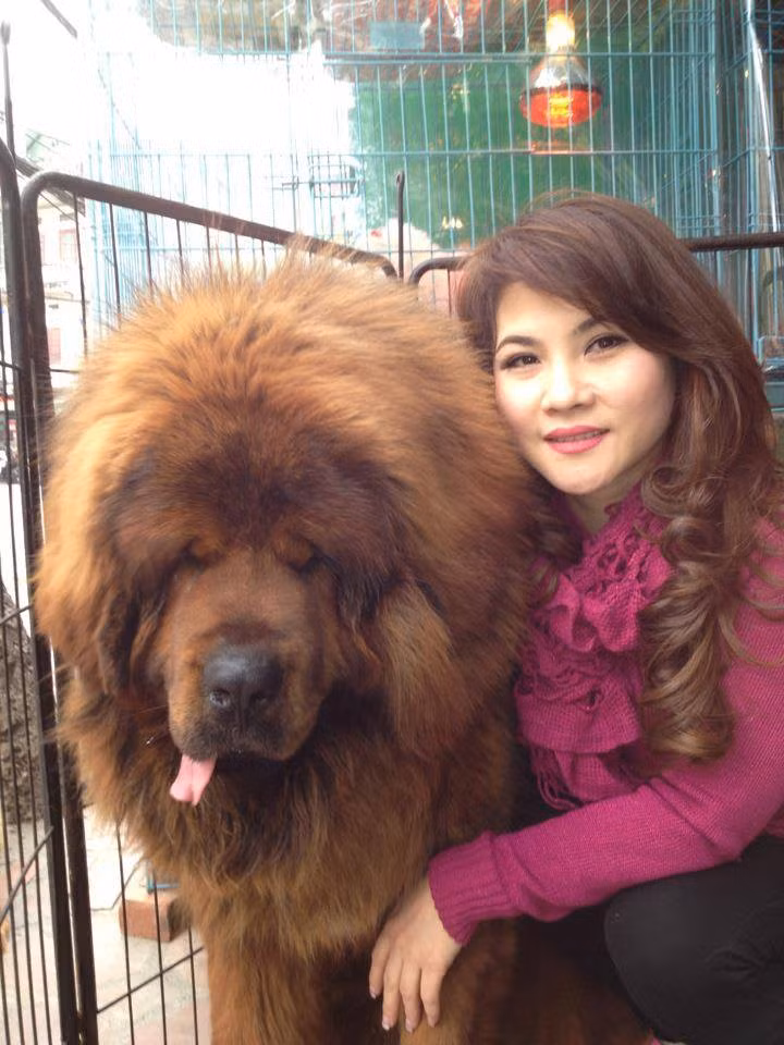 Theo tìm hiểu, Ngao Tây Tạng được mệnh danh là vua của các loài chó và được gọi bằng cái tên vinh dự là Ngao Vương Hồ Đầu Tuyết Thần Khuyển Tây Tạng.