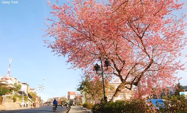 Theo kế hoạch, lễ hội hoa anh đào năm nay sẽ diễn ra vào tháng 2/2018.