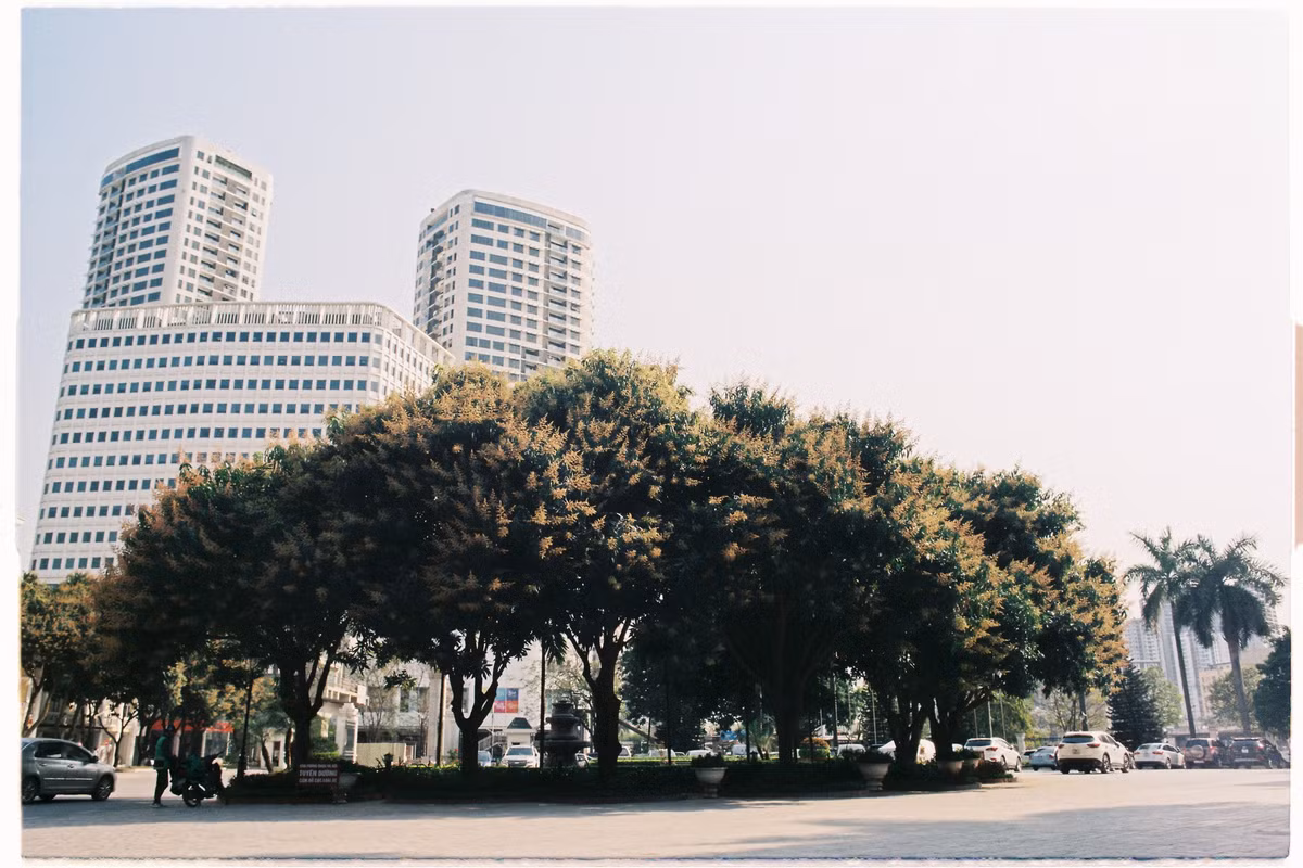 Vào đúng mùa xoài thì thật sự... VNU có đủ sức để làm xiêu lòng những tín đồ xoài khó tính nhất.