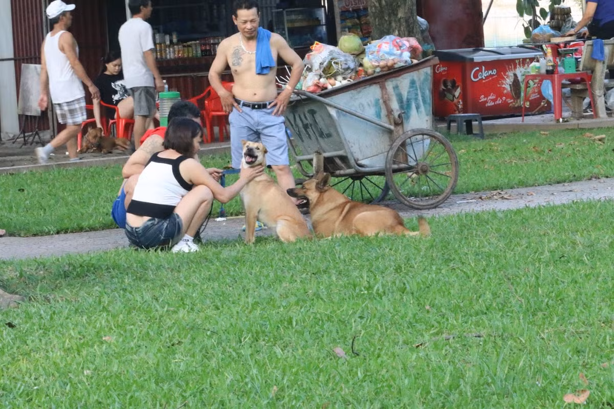 Từ sự việc đàn chó cắn chết bé trai ở Hưng Yên, nhiều người mới cảnh giác hơn với loài vật nuôi tuyệt đối trung thành và thông minh. Một số phụ huynh đã không cho con cái mình lại gần những chú chó được thả rông tại các địa điểm công cộng.
