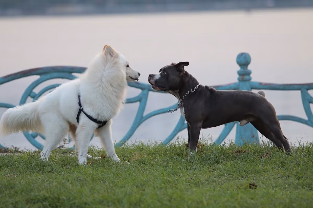 Một chú chó Bull không có rọ mõm vẫn được thả rông tại vườn hoa Quảng An trong khi xung quanh có rất nhiều những người dân đang hóng mát.