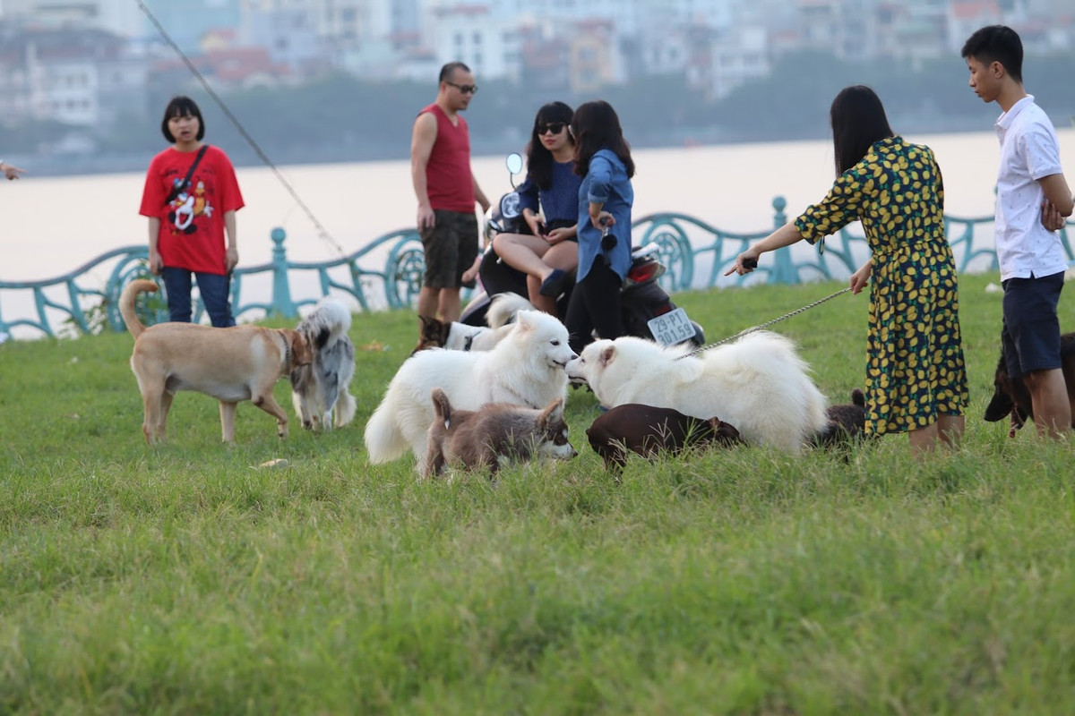 Đứng trước thực trạng chó thả rông mà không có các vật dụng đảm bảo an toàn nhiều dân mạng đã bức xúc chia sẻ rằng: "Thực sự yêu chó thật nhưng loài vật mà, không biết tính chúng ra sao. Có thể với chủ chúng rất hiền nhưng khi chỉ cần kích động một chút, chúng sẵn sàng tấn công lại. Điển hình như vụ bé trai bị chó cắn tử vong vừa qua.