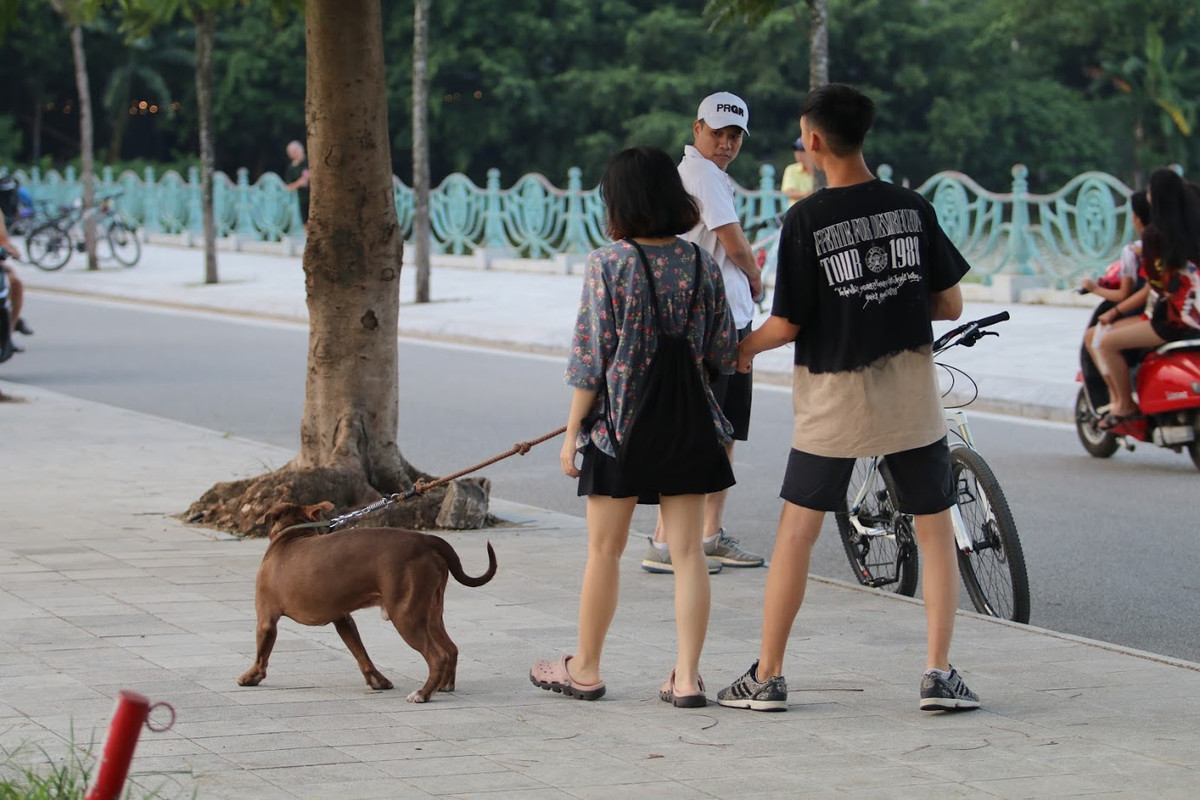 Không chỉ những chú chó hiền lành thuộc dòng Poodle, Alaska hay Pug thì người dân Hà Nội vẫn thả rông những loại chó được mệnh danh là khát máu như Bully, Pit Bull hay Bulldog.