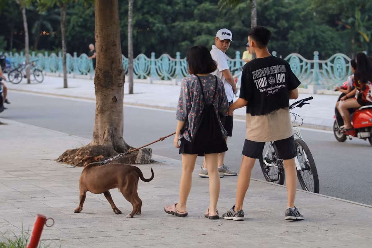Không chỉ những chú chó hiền lành thuộc dòng Poodle, Alaska hay Pug thì người dân Hà Nội vẫn thả rông những loại chó được mệnh danh là khát máu như Bully, Pit Bull hay Bulldog.