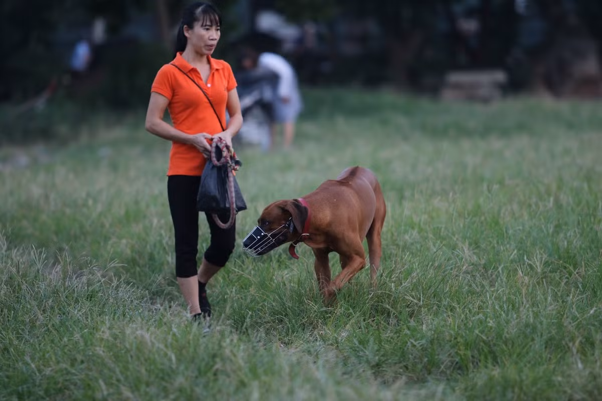 Rất hiếm hoi những chú chó được người chủ rọ mõm khi ra đường.
