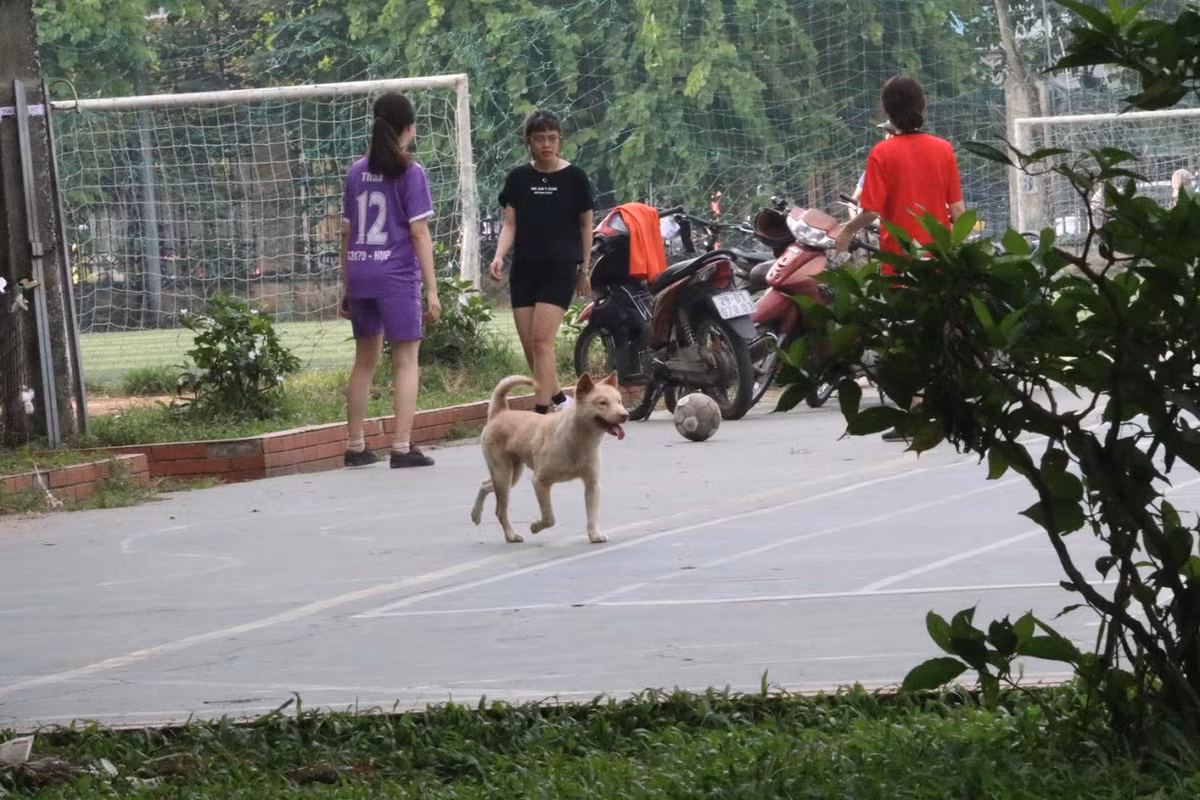 Trước đây, nhiều địa điểm đã yêu cầu người dân phải rọ mõm chó trước khi tới. Nhưng lệnh được đưa ra và chấp hành một thời gian và sau đó lại đi vào quên lãng.
