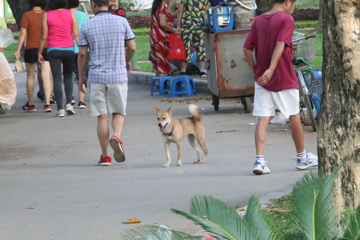 Vu be trai tu vong do cho can: CDM phan no viec nuoi cho tha rong