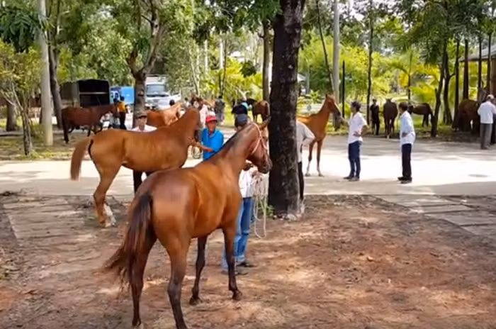 Tiet lo du an truong dua cua ong Dung lo voi-Hinh-2