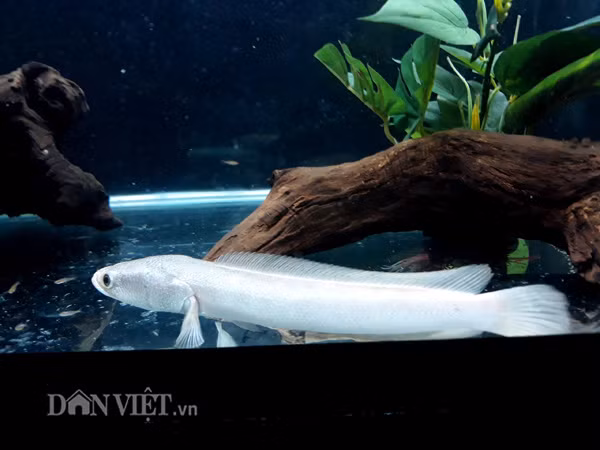 Mỗi một con cá lóc bạch kim có size từ 20-22cm sẽ có giá khoảng 1,5 triệu đồng/con.