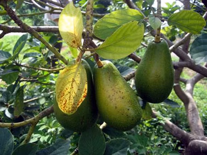 Bơ sáp là loại cây trồng cho thu nhập cao nhưng muốn có năng suất, chất lượng tốt nhất phải chăm sóc đúng kỹ thuật. (Ảnh: Báo NNVN)