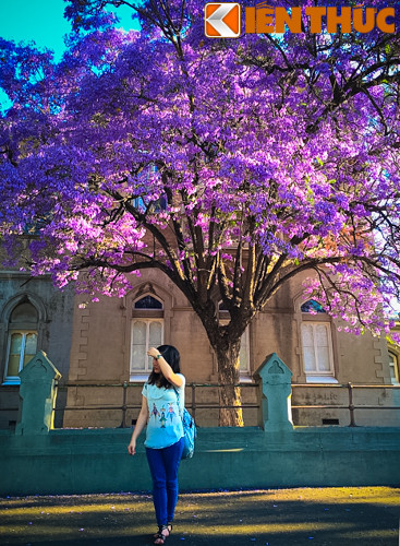 Ảnh trong hình được chụp tại ĐH Adelaide, tại thành phố Adelaide, bang Nam Úc.